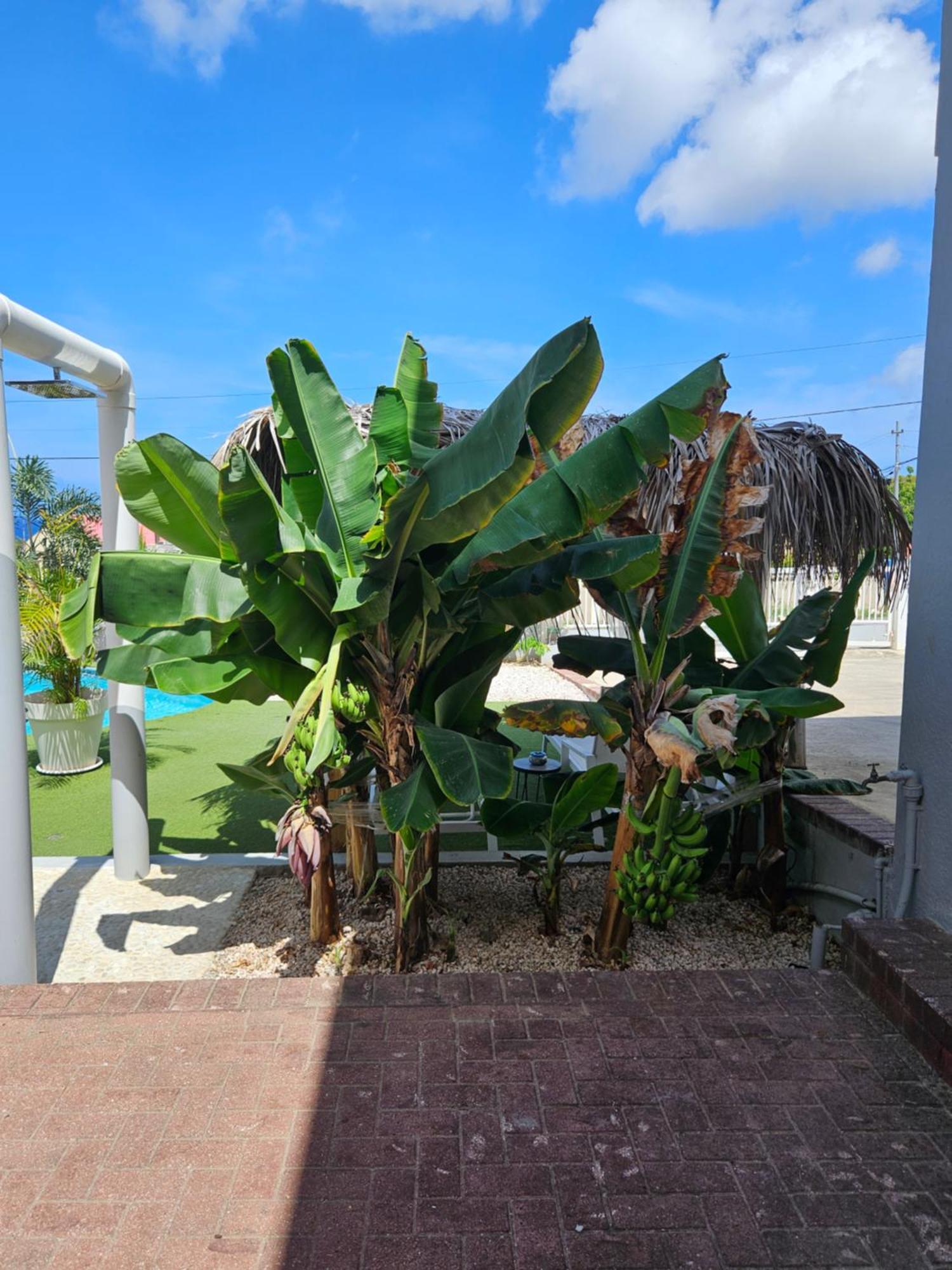 Villa Raven'S Paradise Willemstad Eksteriør bilde